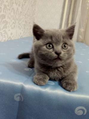 Шотландські кошенята