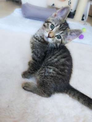 Красивые котята в добрые руки фото 3