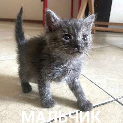 Котята не мусор! в Москве фото 6