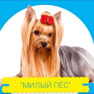 Стрижка собак и кошек