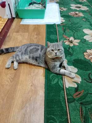 Продам котят в Невинномысске фото 6