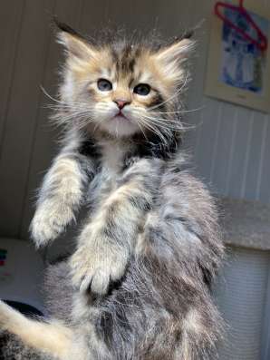 Kitten MaineCoon в Москве фото 11