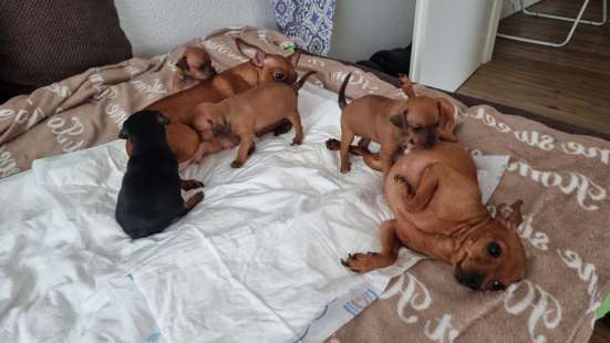 Zwergpinscher мини (до 2.5 кг) фото 25