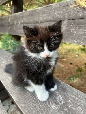 Котенок