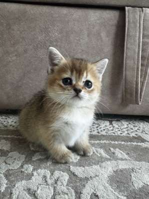 Котёнок золотая шиншилла в Майкопе
