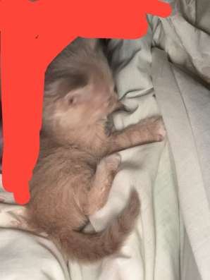 ищу дом котенку