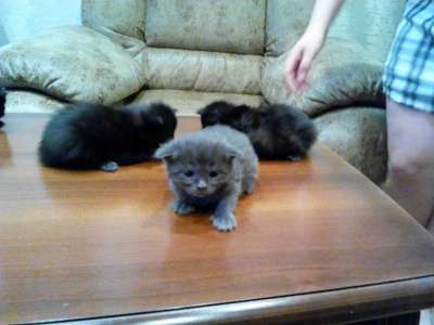 Котята Мэйн-Кун в Новокузнецке фото 4