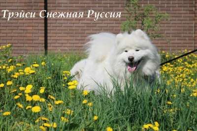 Самоед щенки в Новом Уренгое фото 6