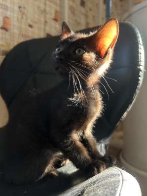 Отдам бесплатно котика