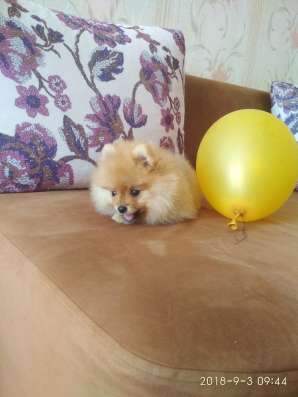 Щенок померанского шпица фото 3