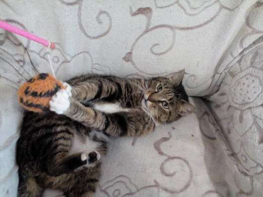 Кот для души