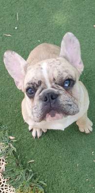 French Bulldog