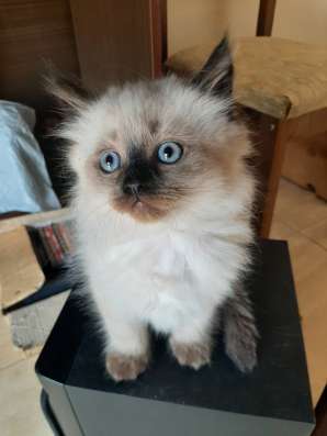 Шотланские котята фото 12