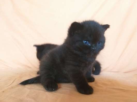Шотландские котята фото 4
