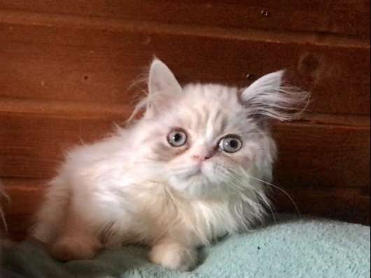 Персидские коты 5 месяцев