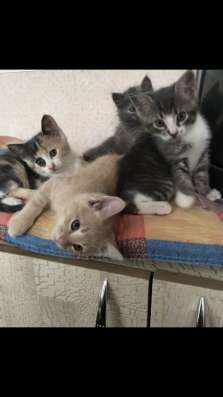 Отдам котят в хорошие руки