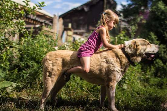Отличные щенки Алабая