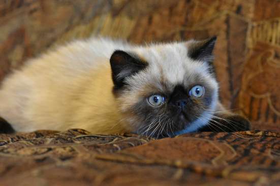 Экзотик котенок Гав
