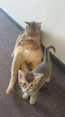 Отдам котят