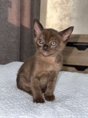 Бурманские котята