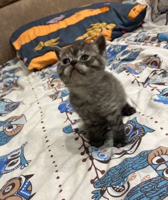 Британские котята в Пензе фото 5