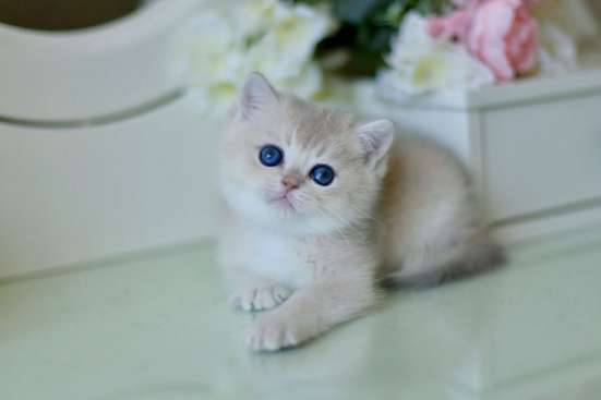 Милый британский котенок