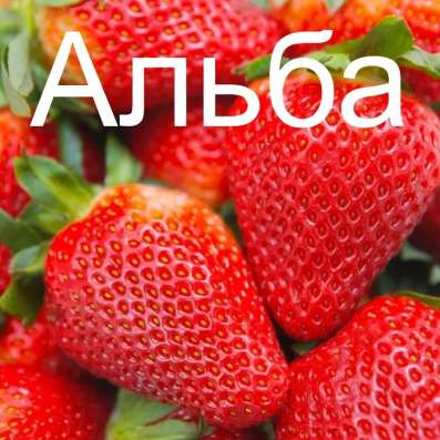 Рассада клубники в Дмитрове фото 3