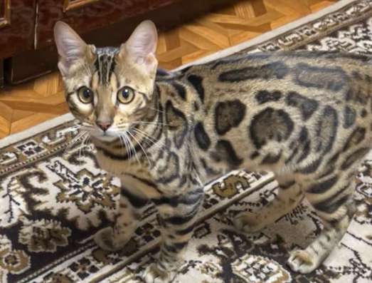 бенгалка котенок в Пензе фото 3