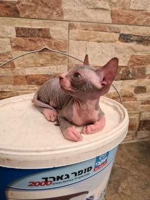 Продаются котята породы сфинкс фото 3
