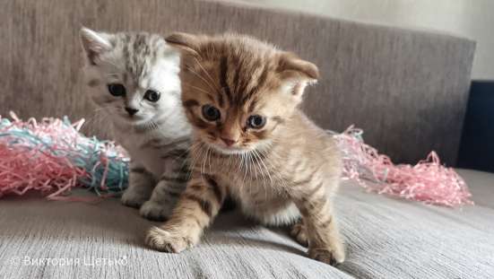 Шотландские котята фото 5