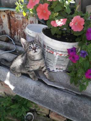 Котенок - девочка в белых носочках в добрые руки в Армавире фото 22
