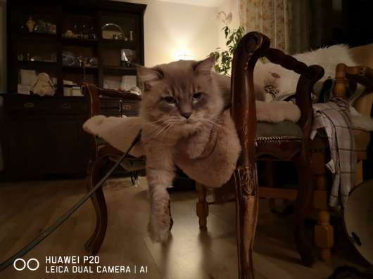 Кот ждёт невесту! фото 3