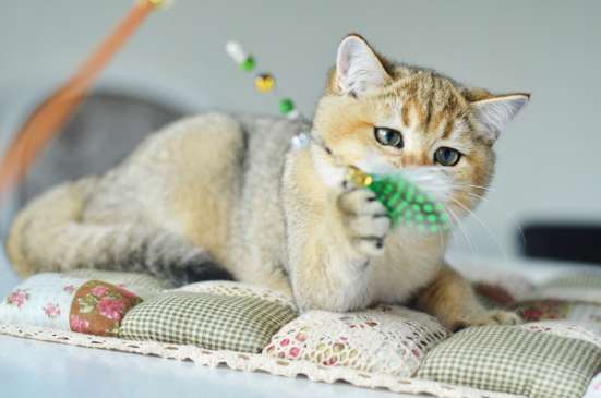 Золотые британские котята фото 3