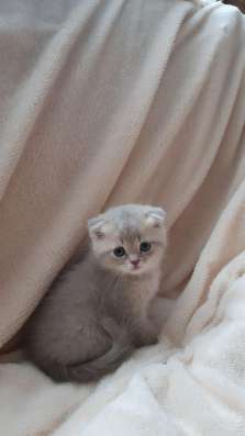Шотландские котята фото 3