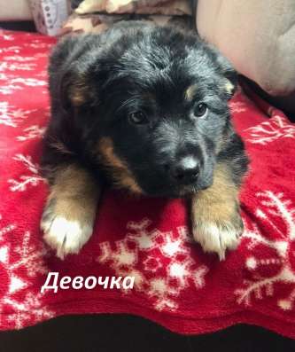 Красивый 5 мес щенок Джони ищет дом! в Москве фото 14