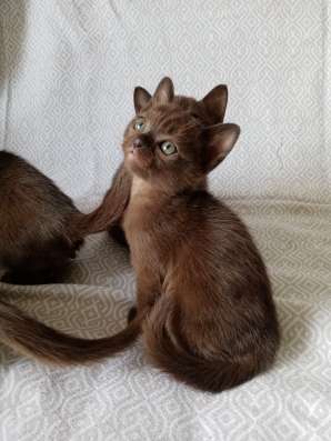Бурманские котята
