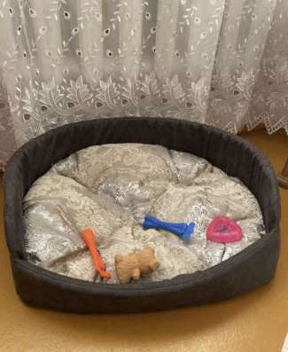 Продам щенка мини чихуахуа фото 6