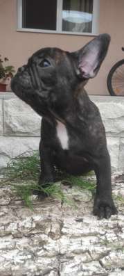 Französische Bulldogge Welpen фото 4