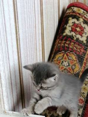 Шотландские котята в Копейске фото 4