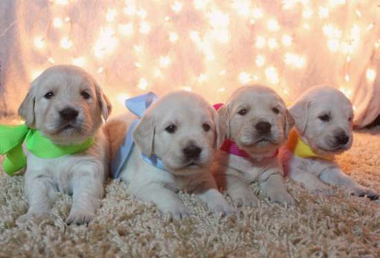 Golden Retriever Welpen
