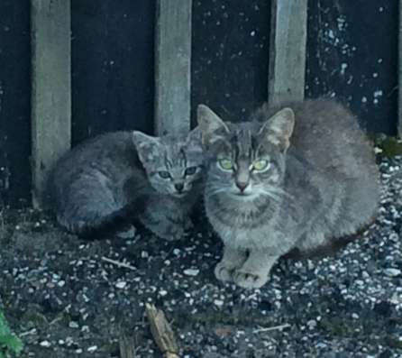 SOS котёнок и кошка