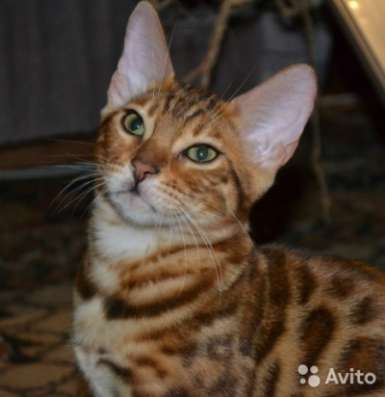 Бенгальские котята в Тюмени фото 3
