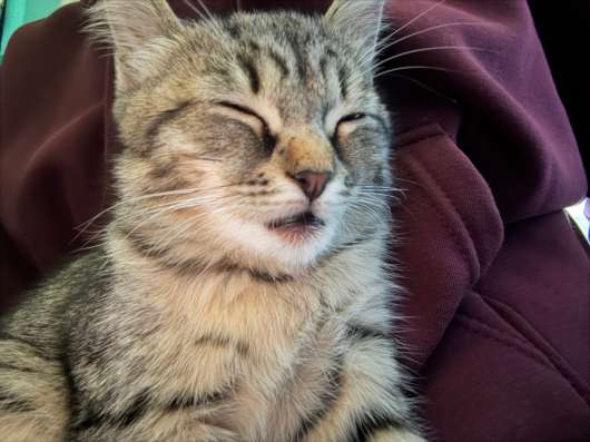 Котенок даром в Костроме