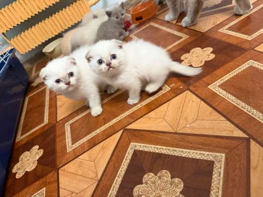 Шотландская котята в Москве фото 5