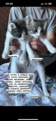 Отдам котят в добрые руки срочно