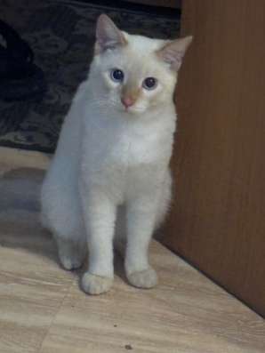 Кот в добрые руки
