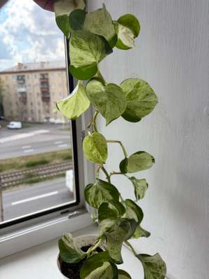 Сциндаптус
