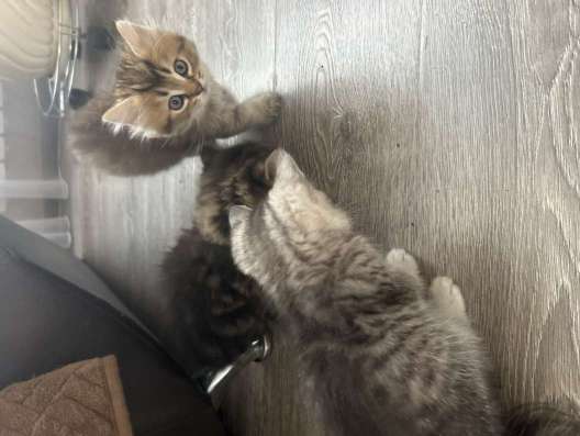 Котята в добрые руки в Унече фото 3