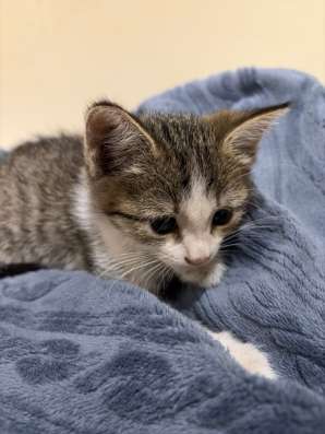 уличный котенок, девочка