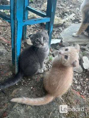 Вислоухие котята в Абинске фото 3